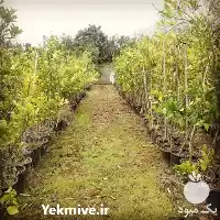 فروش عمده تکی انواع مرکبات گلدانی در ساری در گروه خرید و فروش نهال مرکبات در یکمیوه
