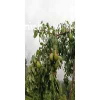 فروش میوه ممتاز سیب در تبریز در گروه خرید و فروش سیب در یکمیوه