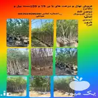 فروش انواع نهال درخت زینتی بن در گروه خرید و فروش نهال درخت در یکمیوه