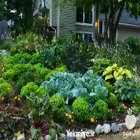 هرس درخت باغبانی در گروه هرس کاری در یکمیوه