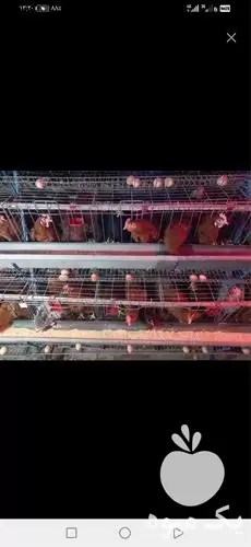 فروش تولید قفس سنتی بلدرچین در گروه تجهیزات مرغداری در یکمیوه -عکس1