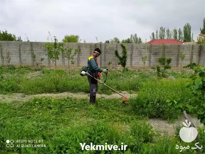گروه باغبانی نور در گروه خدمات باغبانی در یکمیوه -عکس1