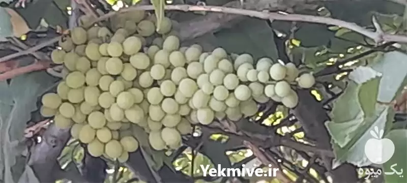 انجام کارهای کشاورزی و باغبانی در خرم‌ آباد در گروه خدمات باغبانی در یکمیوه -عکس1