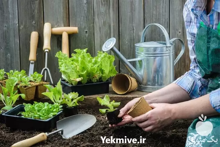 انجام خدمات باغبانی در گروه هرس کاری در یکمیوه -عکس1