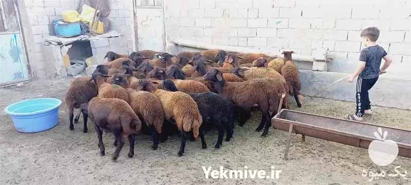 قیمت خرید گوسفند زنده  میش سبک در کرج در گروه گاو و گوسفند و میش و بز کهره گوساله در یکمیوه -عکس1