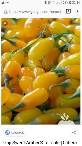 فروش نهال گوجی بری زرد در ساری در گروه خرید و فروش نهال در یکمیوه -عکس1