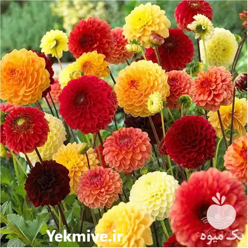 قیمت خرید بذر گل زود رشد در گروه خرید و فروش بذر گل در یکمیوه -عکس1