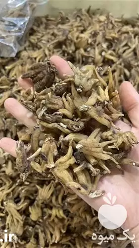 خرید و ثعلب پنجه و ثعلب در شیراز در گروه خرید و فروش گیاهان دارویی در یکمیوه -عکس1