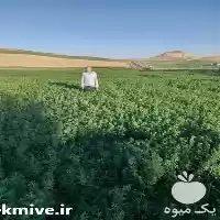 فروش بذر یونجه در تهران در گروه خرید و فروش بذر یونجه در یکمیوه