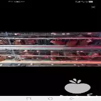 فروش تولید قفس سنتی بلدرچین در گروه تجهیزات مرغداری در یکمیوه