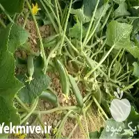 قیمت خرید خیارسبز فضای باز در گروه خرید و فروش خیار در یکمیوه