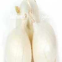 قیمت خرید پیاز سفید اراک در مركزی در گروه خرید و فروش پیاز در یکمیوه