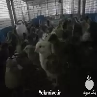 قیمت خرید جوجه گلپایگانی روزه روزه در گروه مرغ و خروس و بوقلمون و اردک قو قاز در یکمیوه