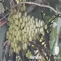 انجام کارهای کشاورزی و باغبانی در خرم‌ آباد در گروه خدمات باغبانی در یکمیوه