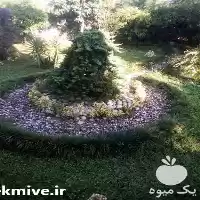 کلیه خدمات باغ و باغبانی در ساری در گروه خدمات باغبانی در یکمیوه
