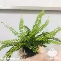 فروش لوازم های تراریوم در کرج در گروه خرید و فروش گیاهان زینتی در یکمیوه