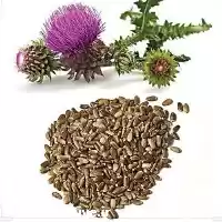 فروش تخم بذر خار مریم در شیراز در گروه خرید و فروش انواع بذر در یکمیوه