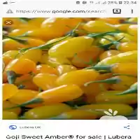 فروش نهال گوجی بری زرد در ساری در گروه خرید و فروش نهال در یکمیوه