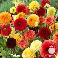 قیمت خرید بذر گل زود رشد در گروه خرید و فروش بذر گل در یکمیوه