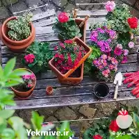 باغبانی چمن زنی کود در گروه خدمات باغبانی در یکمیوه