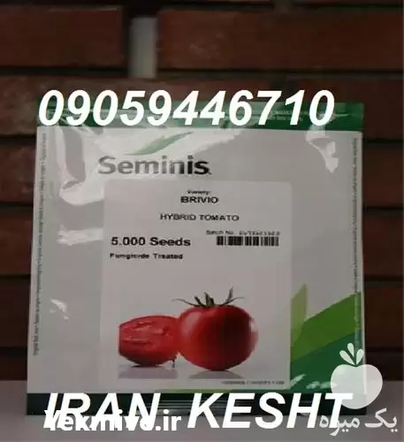 قیمت خرید بذر گوجه فرنگی بریویو در بوشهر در گروه خرید و فروش بذر گوجه در یکمیوه -عکس1