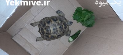 فروش لاک پشت در تبریز در گروه حیوانات خانگی در یکمیوه -عکس1