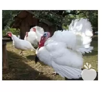 فروش جوجه بوقلمون فوق سنگین گوشتی در گروه مرغ و خروس و بوقلمون و اردک قو قاز در یکمیوه -عکس1