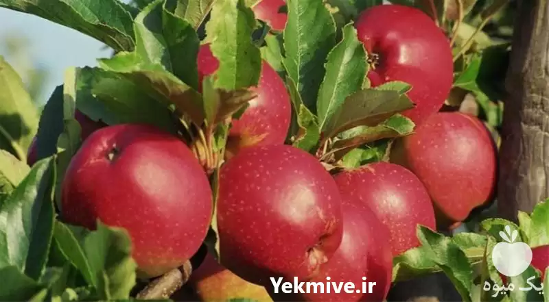فروش نهال سیب گلاب در گروه خرید و فروش نهال میوه در یکمیوه -عکس1