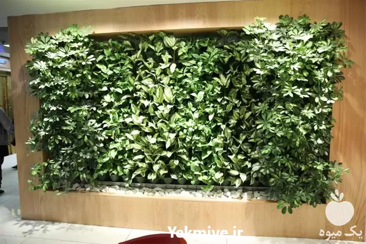 قیمت خرید تامین گیاهان آپارتمانی لوکس در تهران در گروه خرید و فروش گیاهان زینتی در یکمیوه -عکس1