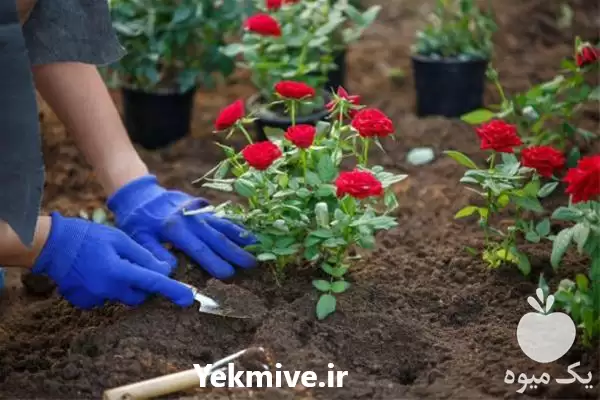 باغبانی متخصص گل گلدان خاک گلدان در تهران در گروه خدمات باغبانی در یکمیوه -عکس1