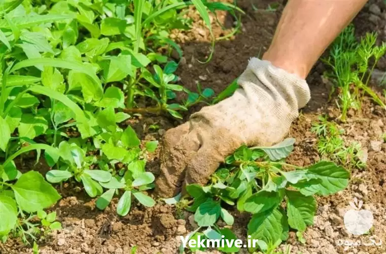 خدمات باغبانی خاک گلدان کاشت گل در گروه خدمات باغبانی در یکمیوه -عکس1