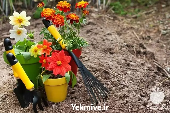 خدمات باغبانی و درختچه های زینتی در گروه خدمات باغبانی در یکمیوه -عکس1