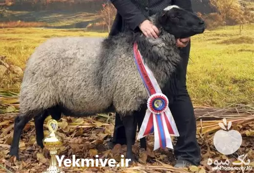 فروش گوسفند رومانوف بالغ در اصفهان در گروه گاو و گوسفند و میش و بز کهره گوساله در یکمیوه -عکس1