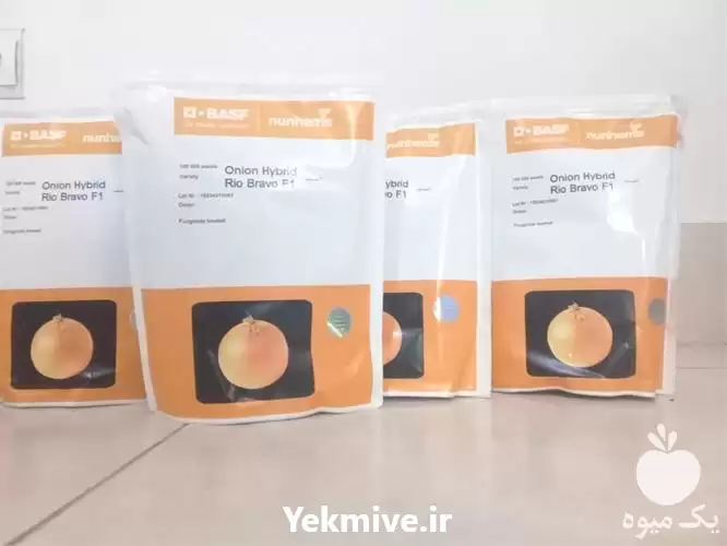 فروش بذر پیاز ریوبراوو اصل در شیراز در گروه خرید و فروش بذر پیاز در یکمیوه -عکس1