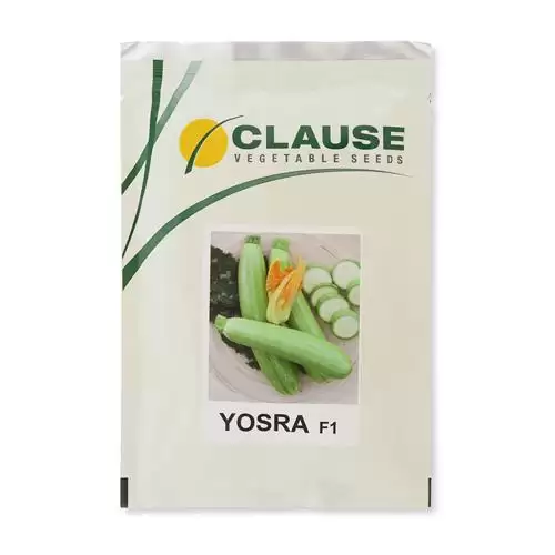 فروش عرضه بذر کدو خورشتی یسرا در گرگان در گروه خرید و فروش بذر کدو در یکمیوه -عکس1