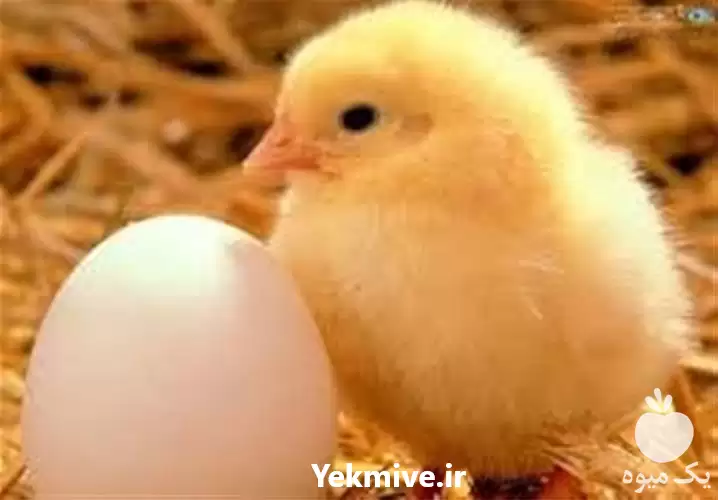 قیمت خرید جوجه یک روزه گوشتی در گروه مرغ و خروس و بوقلمون و اردک قو قاز در یکمیوه -عکس1