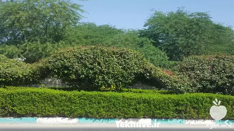 اجرا و نگهداری پروژه های فضای سبز در هرمز در گروه سازنده در یکمیوه -عکس1