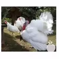 فروش جوجه بوقلمون فوق سنگین گوشتی در گروه مرغ و خروس و بوقلمون و اردک قو قاز در یکمیوه