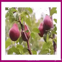 فروش نهال گلابی آنجو قیمت مناسب در ساری در گروه خرید و فروش نهال گلابی در یکمیوه