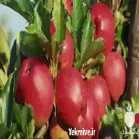 فروش نهال سیب گلاب در گروه خرید و فروش نهال میوه در یکمیوه