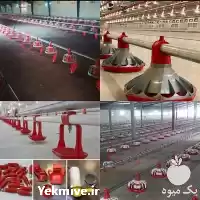 قیمت خرید قیمت تجهیزات مرغداری قیمت در ارومیه در گروه تجهیزات مرغداری در یکمیوه