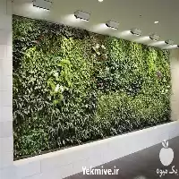 گرین وال و دیوار سبز گل در تهران در گروه سازنده در یکمیوه