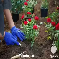 باغبانی متخصص گل گلدان خاک گلدان در تهران در گروه خدمات باغبانی در یکمیوه