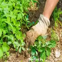 خدمات باغبانی خاک گلدان کاشت گل در گروه خدمات باغبانی در یکمیوه