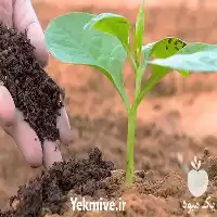 قیمت خرید خاک گلدان خاک برگ در گروه خرید و فروش انواع کود کشاورزی در یکمیوه