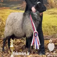 فروش گوسفند رومانوف بالغ در اصفهان در گروه گاو و گوسفند و میش و بز کهره گوساله در یکمیوه
