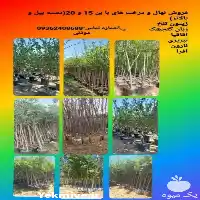 قیمت خرید انواع درخت چند ساله در تهران در گروه خرید و فروش نهال در یکمیوه