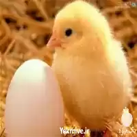 قیمت خرید جوجه یک روزه گوشتی در گروه مرغ و خروس و بوقلمون و اردک قو قاز در یکمیوه