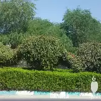 اجرا و نگهداری پروژه های فضای سبز در هرمز در گروه سازنده در یکمیوه