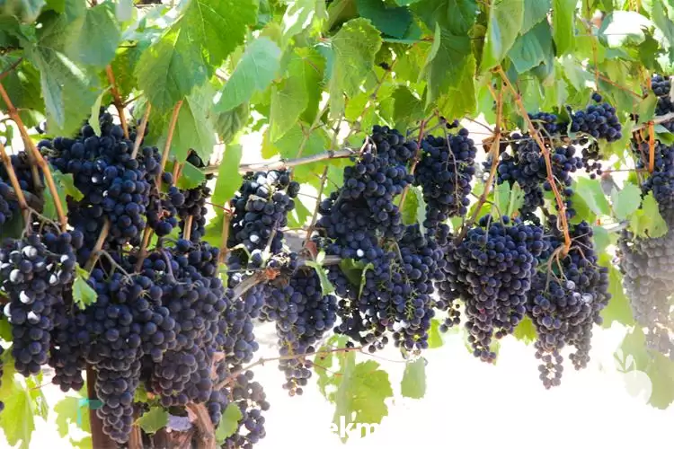 قیمت خرید نهال انگور بلک سیدلس در گروه خرید و فروش نهال انگور در یکمیوه -عکس1